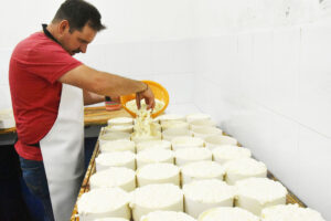 Manuel Zago putting the cheese in molds. © Joseph Sorrentino, 2023