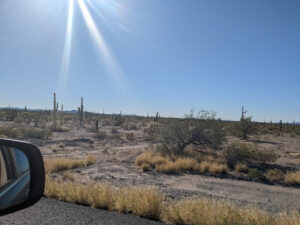 Lots of Saguaro © 2023 Allan Wall.