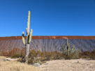 Saguaro at Border Wall © 2023 Allan Wall.