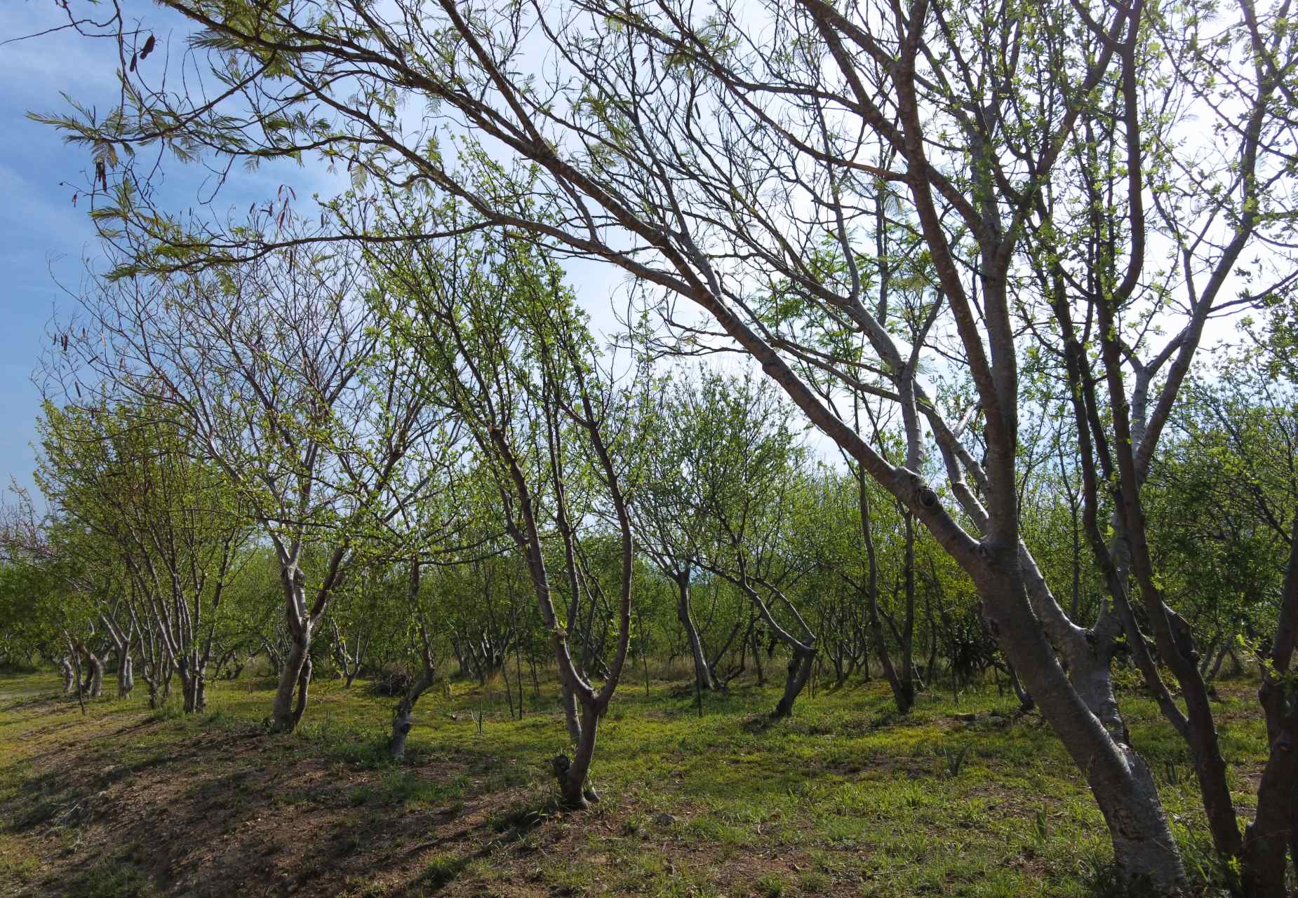 Copal trees. © 2026 Carlene Fowlkes