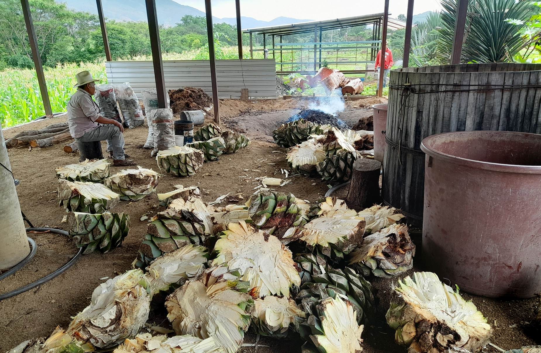 Cut raw agave piñas ready for heating oven in background. © Alvin Starkman, 2025