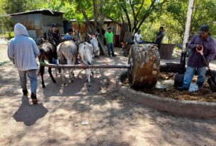 Donkeys are employed as both farm animals and for crushing sweet baked agave. © Alvin Starkman, 2025