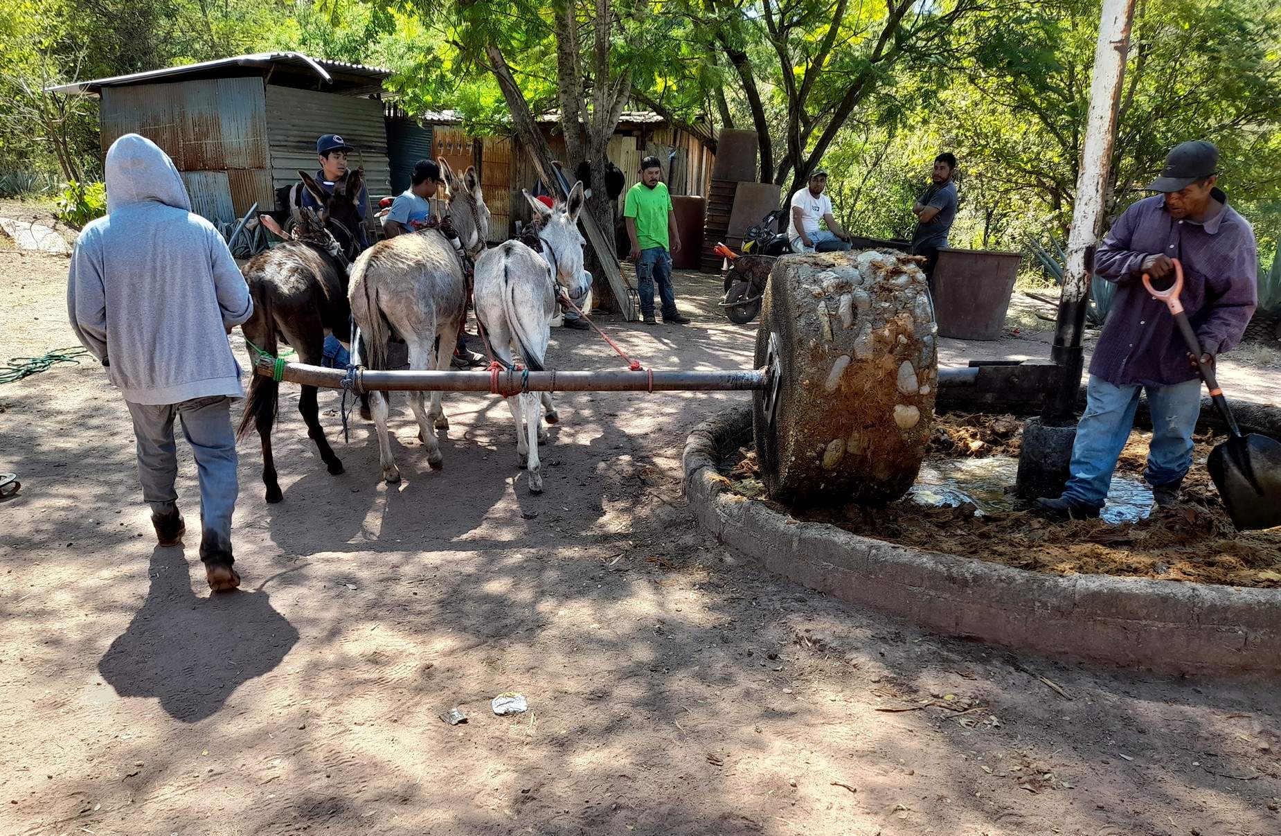 Donkeys are employed as both farm animals and for crushing sweet baked agave. © Alvin Starkman, 2025